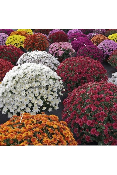 Мультіфлора хризантема – квітка, що дарує кольори осені.